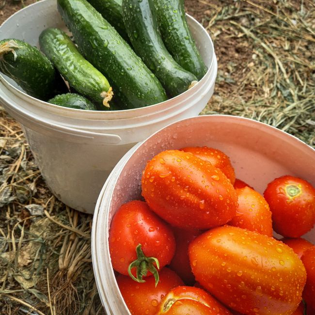 Ročna izdelava pekočih omak Gorki Chili