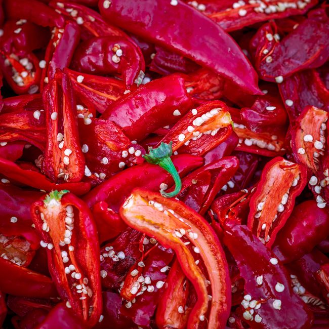 Sveži rdeči čili s slovenskih nasadov Gorki Chili